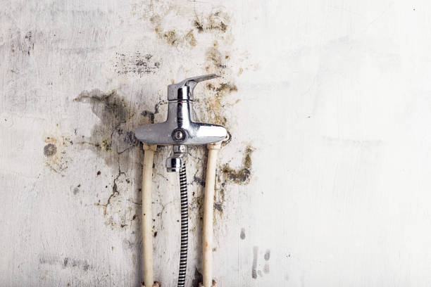 Best Same-Day Mold Removal  in Little Elm, TX