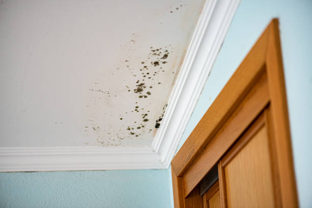 Best Mold Remediation  in Little Elm, TX