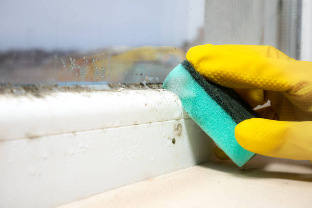 Best Commercial Mold Removal  in Little Elm, TX