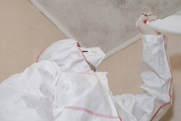 Best Same-Day Mold Removal  in Little Elm, TX