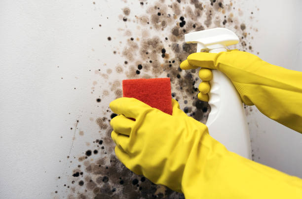 Best Mold Removal Near Me  in Little Elm, TX