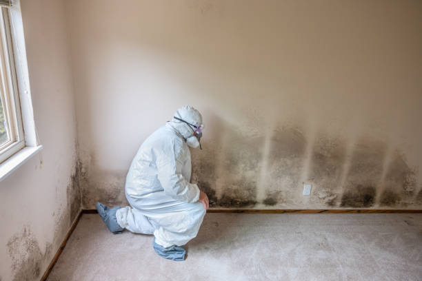 Professional Mold Removal in Little Elm, TX